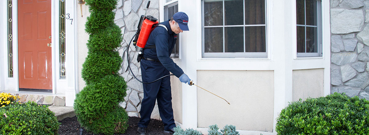 Effective Strategies for Pest Control: Protecting Your Home with Green Solutions