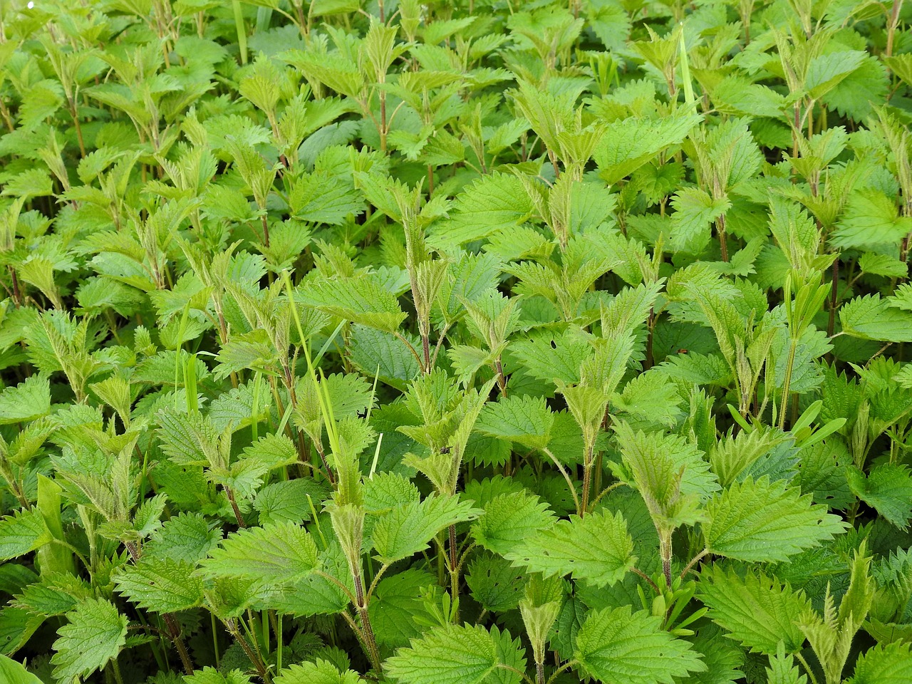 Nettle, weed, medicinal herb — Online Weed Dispensary Canada Delivering Cannabis, Edibles, and Accessories